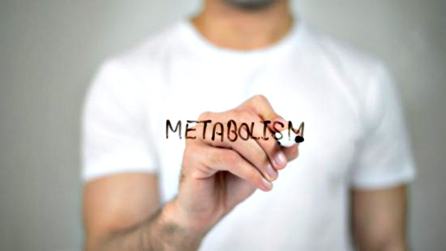 What is Metabolism